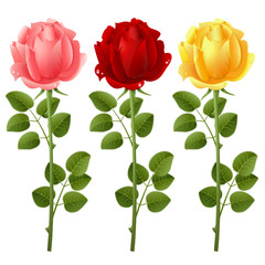 Three roses on a white background