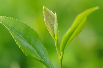 お茶の新芽/クローズアップ