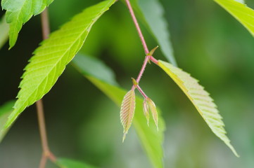 ブナの若芽/Beech sprout