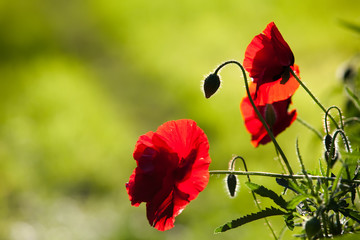 Obraz premium Silhouette of red poppies