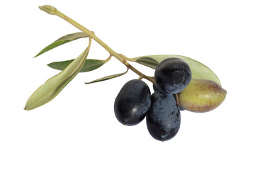 olives on branch