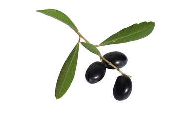 olives on branch
