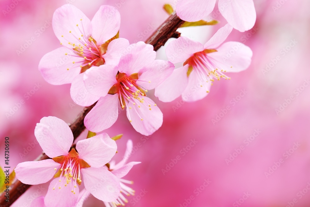 Canvas Prints Pink Blossom