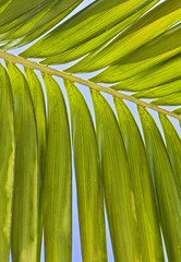 Palm tree leaves closeup