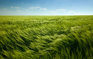  green wheat field and cloudy sky © Taiga