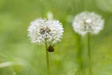 White dandelion on a green background