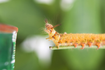 Caterpillar