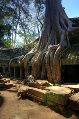 Tah Prohm (Angkor Wat) - Siam Reap - Cambodia / Kambodscha