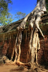 Tah Prohm (Angkor Wat) - Siam Reap - Cambodia / Kambodscha