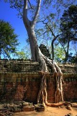 Tah Prohm (Angkor Wat) - Siam Reap - Cambodia / Kambodscha