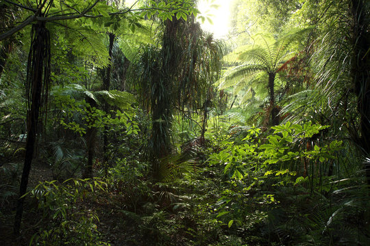Fototapeta Dense tropical jungle forest