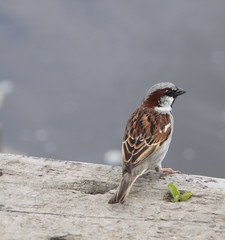 sparrow