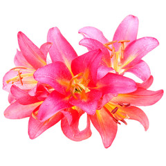 Fototapeta na wymiar pink lilly