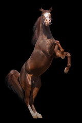 Fototapeta na wymiar arab koń samodzielnie