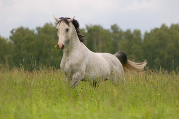 arab stallion on field