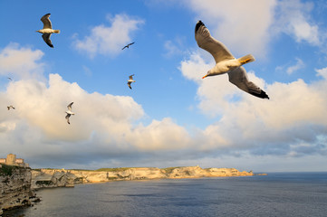 Falaise