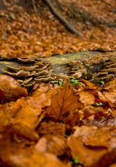 Autumn forest close up