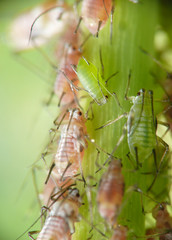 blattlaus makro