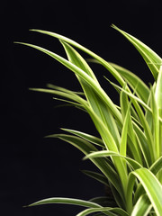 Variegated Plant Leaves on Black Background 2