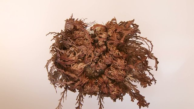 Zeitraffer, Auferstehungspflanze