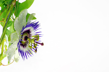Purple Passionflower