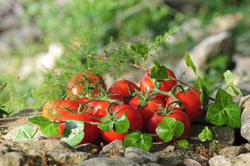 Tomates