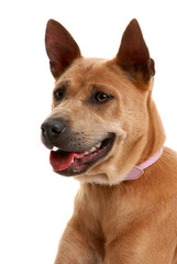 Thai Ridgeback Dog isolated on white background