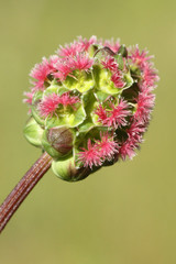 Weibliche Blüten des Kleinen Wiesenknopfs
