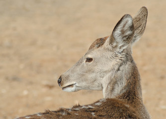 Female deer
