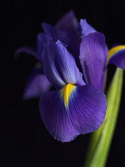 Purple Flower on Black background 4