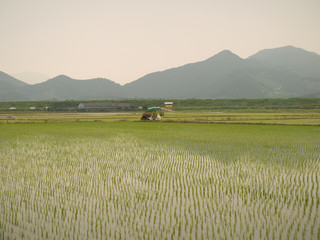 reis field, pole ryżowe