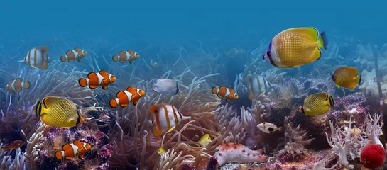 Fototapete Unterwasserwelt Unterwasserwelt  © ANASTASIA PYRYEVA