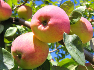 ripe apples on apple tree