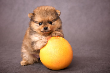 Puppy of the spitz-dog with grapefruit