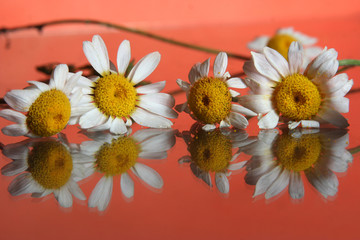 daisy