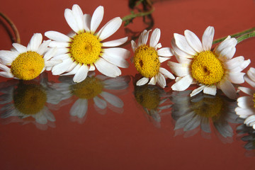 Obraz premium daisy