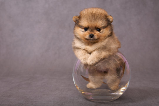 Puppy of the spitz-dog