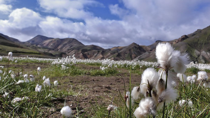 Iceland Cottongrass
