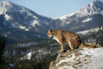 Rolgordijnen Mountain Lion op Cliff © Dennis Donohue