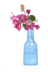Red apple flowers in the bottle