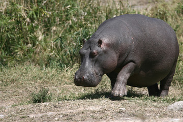 Hippo entering water