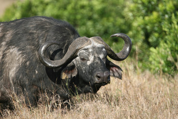 Naklejka premium Cape Buffalo in Masai Mara
