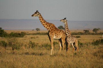 Naklejka na ściany i meble Masai Giraffes