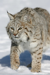 North American Bobcat Running in Snow
