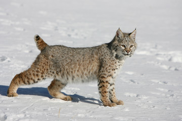 North American Bobcat Running in Snow