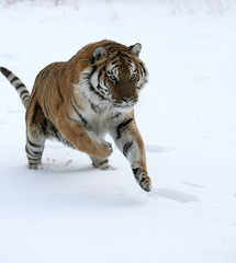 Naklejka premium Siberian Tiger Running in Snow