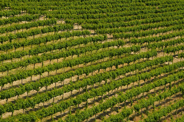 Beautiful Vineyard Landscape in Italy