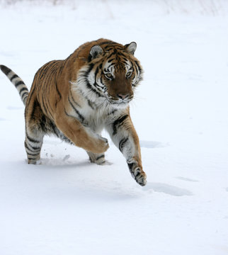 Siberian Tiger Running in Snow
