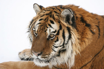 Siberian Tiger in snow