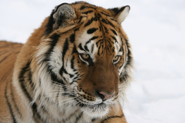 Fototapeta na wymiar Tygrys syberyjski w Alert Postawy Patrząc w dół